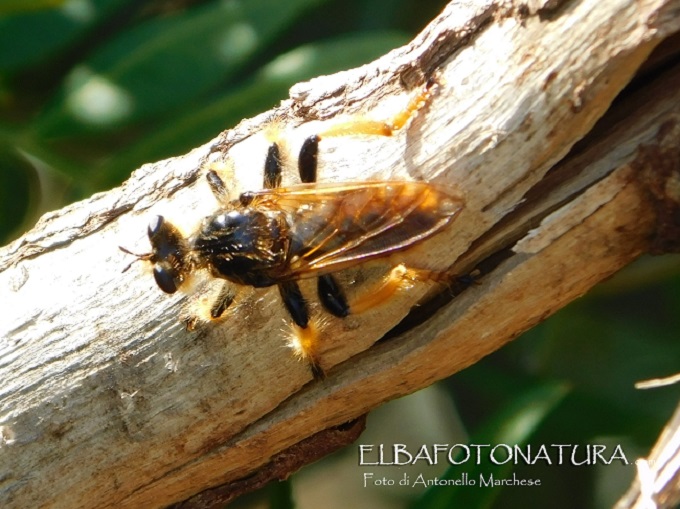 vespa? no, dittero asilide: Pogonosoma maroccanum